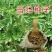 当归种子新药材岷县云种籽四季种植阳台盆栽养生保健包发芽率