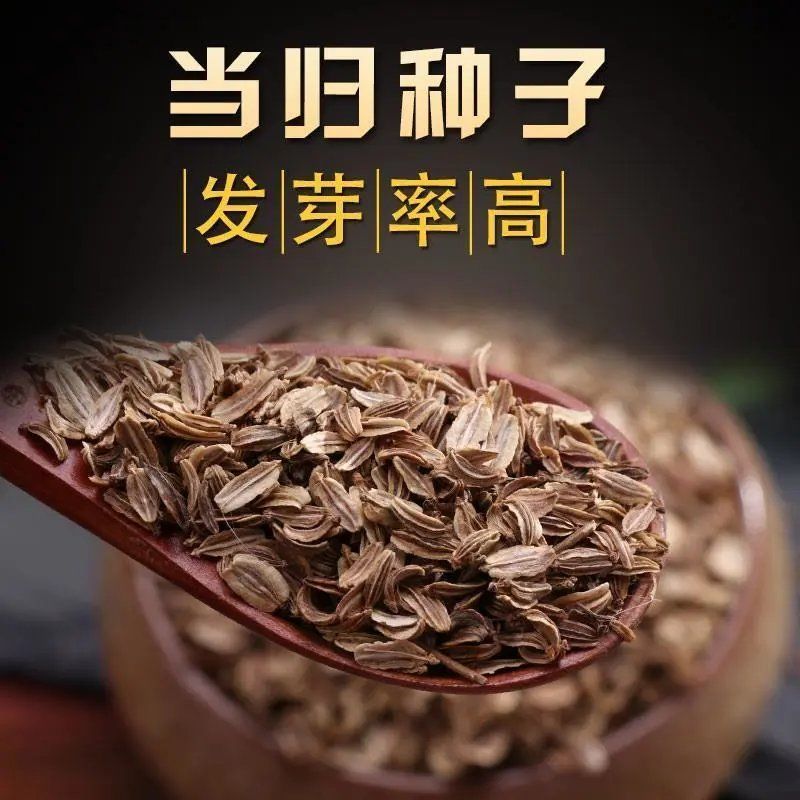 当归种子新药材岷县云种籽四季种植阳台盆栽养生保健包发芽率