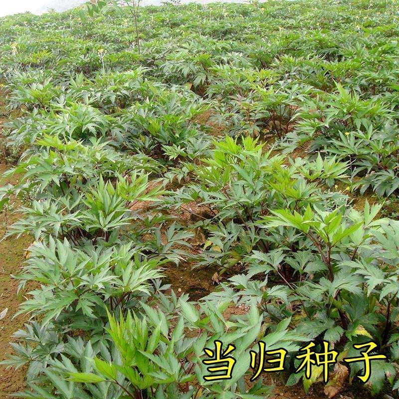 当归种子新药材岷县云种籽四季种植阳台盆栽养生保健包发芽率