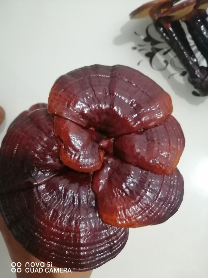 活体袖珍赤灵芝花欢迎选购。