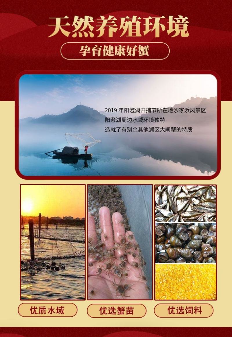鲜活阳澄湖大闸蟹新鲜海鲜水产公母蟹六月黄大螃蟹包邮礼盒装