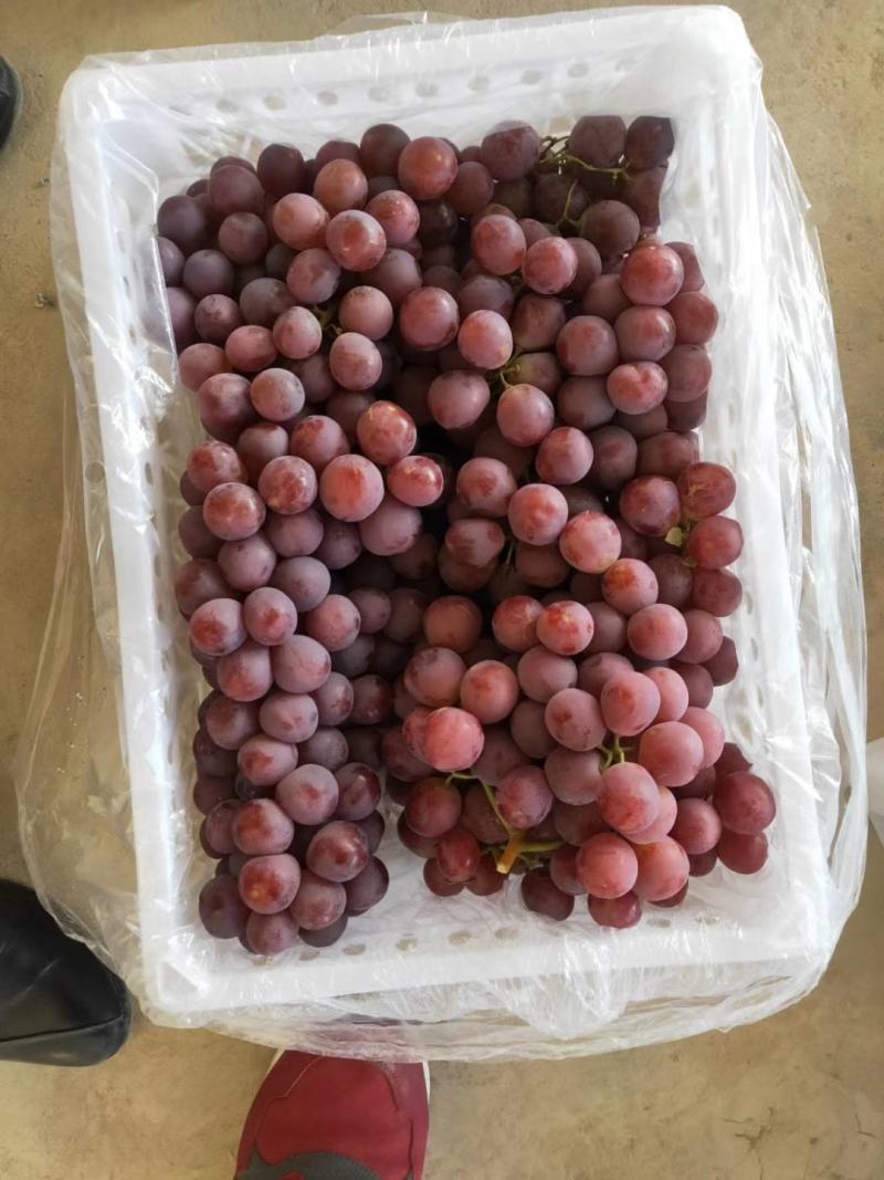 敦煌红提葡萄，无核白葡萄，现已大量上市，欢迎老板前来收购