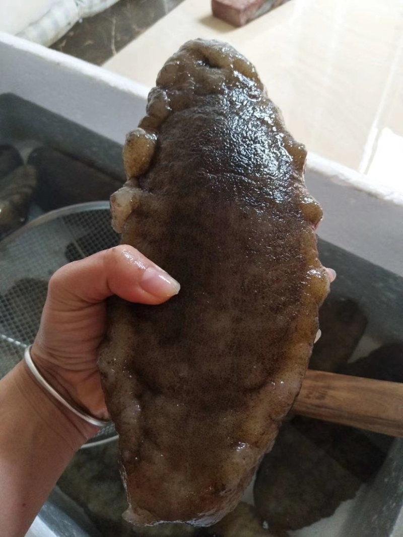 非洲大猪婆参特级靓货（酒席，酒店专用，口感佳营养价值高）