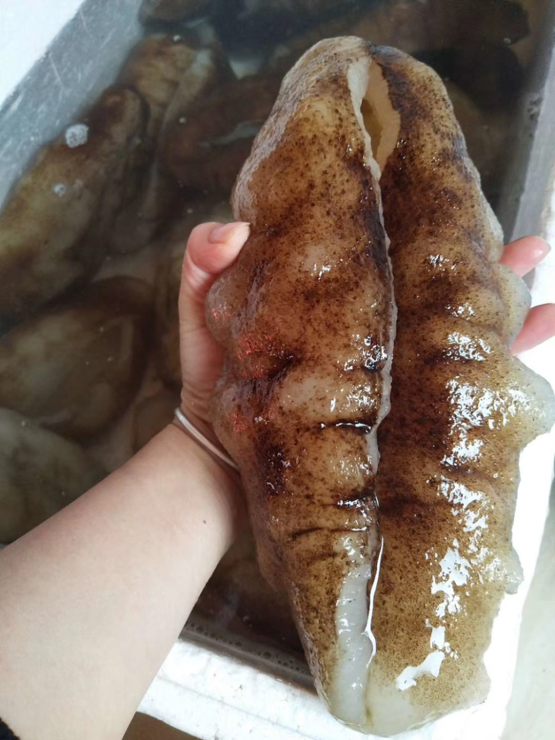 非洲大猪婆参特级靓货（酒席，酒店专用，口感佳营养价值高）