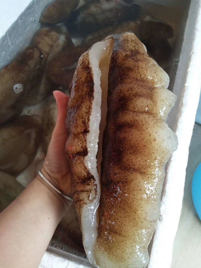 非洲大猪婆参特级靓货（酒席，酒店专用，口感佳营养价值高）