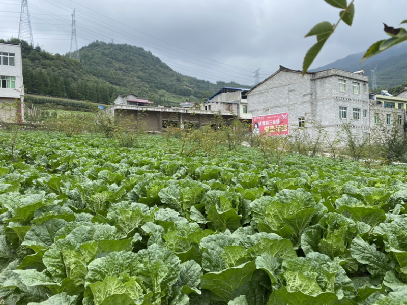 高山大白菜货好量大长期供应欢迎新老顾客光临～