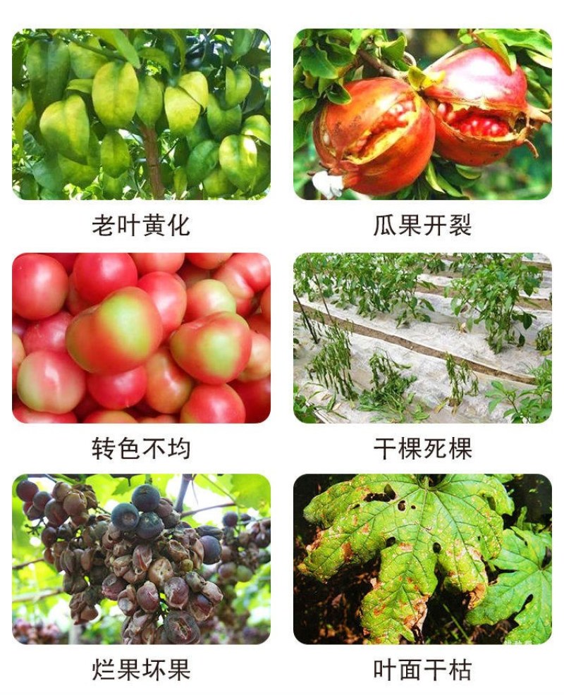 硼肥流体硼叶面肥糖醇硼高纯硼促花增果促花芽分化微量元素