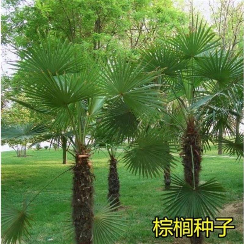 棕榈种子唐棕榈山棕树龙鳞棕观音竹棕竹老人葵种子芭蕉伞树