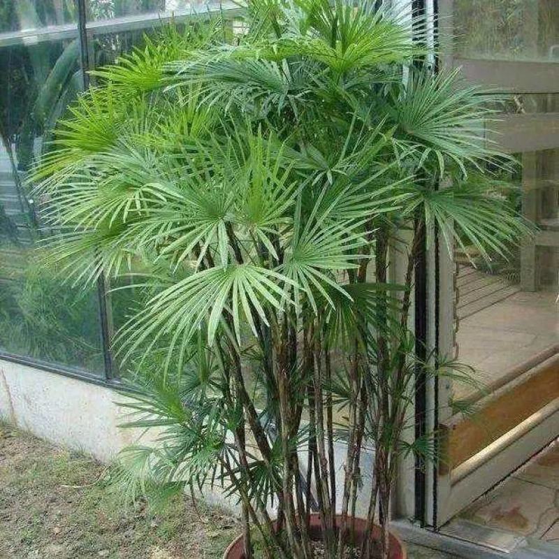 棕榈种子唐棕榈山棕树龙鳞棕观音竹棕竹老人葵种子芭蕉伞树