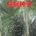 棕榈种子唐棕榈山棕树龙鳞棕观音竹棕竹老人葵种子芭蕉伞树