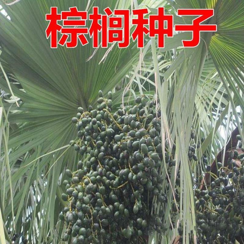 棕榈种子唐棕榈山棕树龙鳞棕观音竹棕竹老人葵种子芭蕉伞树