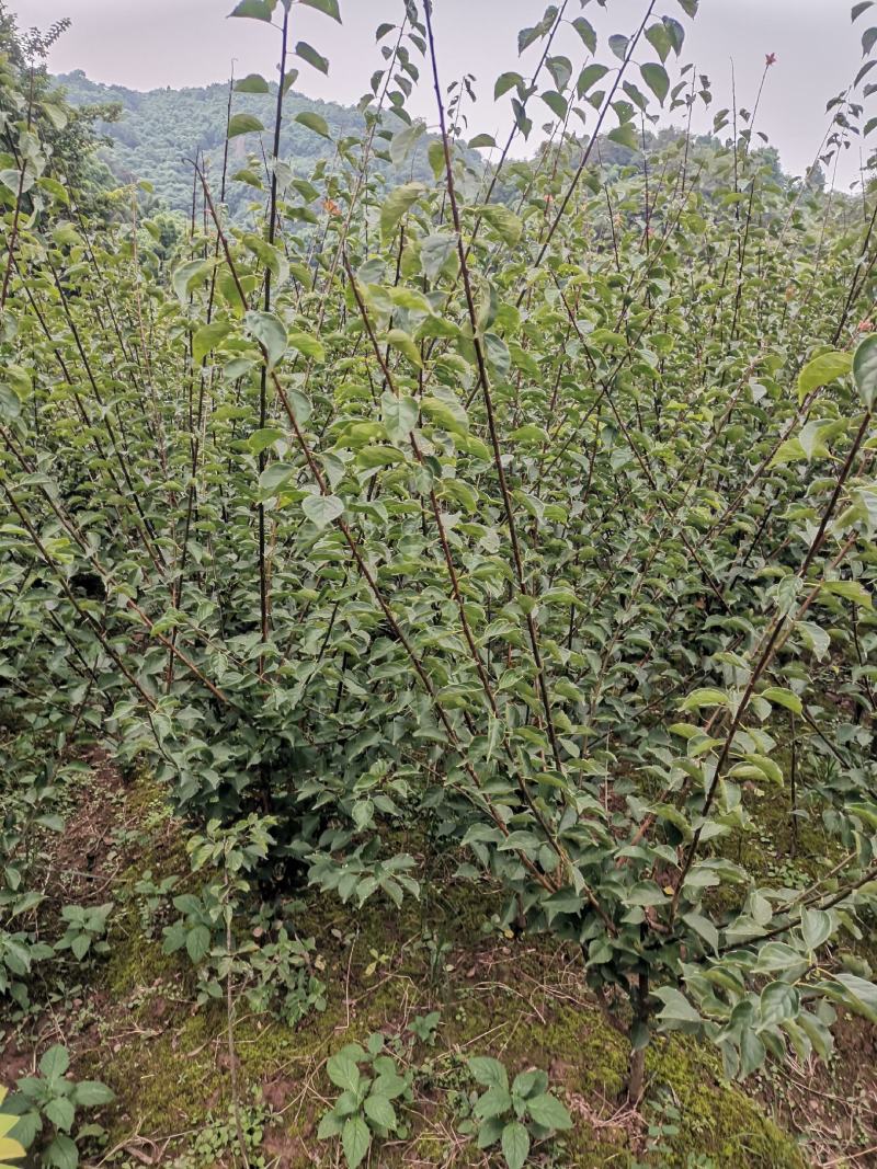 原生骨里红小苗，红梅小苗，大红朱砂梅小苗