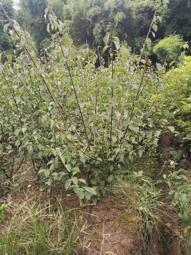 原生骨里红小苗，红梅小苗，大红朱砂梅小苗