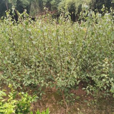 原生骨里红小苗，红梅小苗，大红朱砂梅小苗