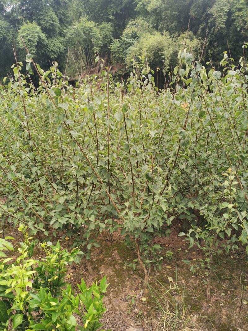 原生骨里红小苗，红梅小苗，大红朱砂梅小苗