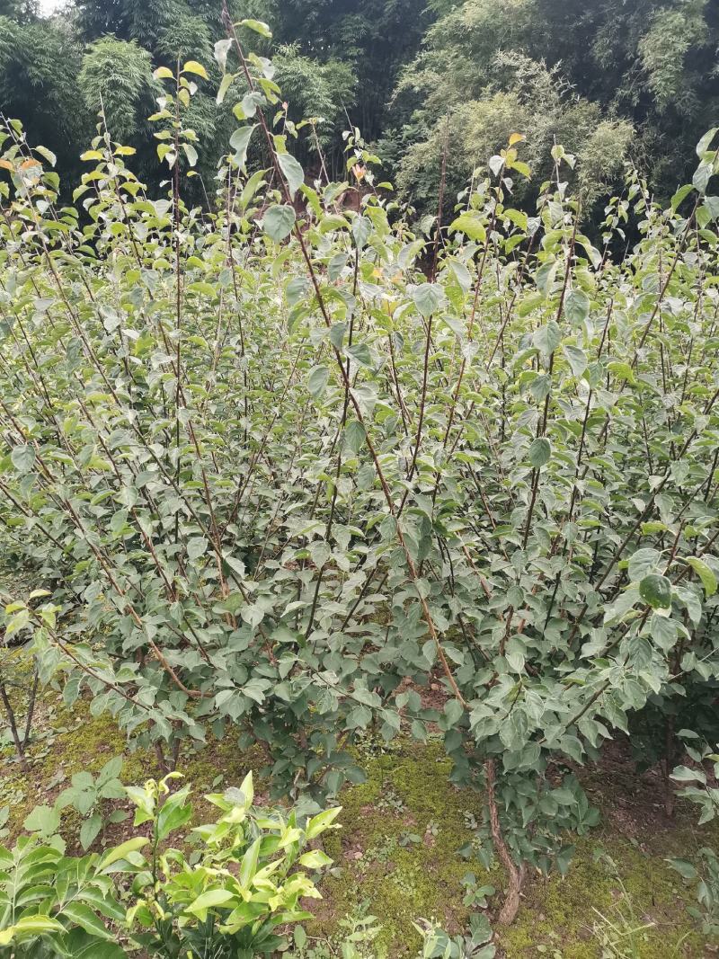 原生骨里红小苗，红梅小苗，大红朱砂梅小苗