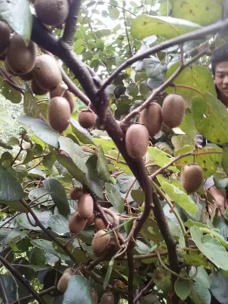 迷猴桃，来至深山老林的宝贝
