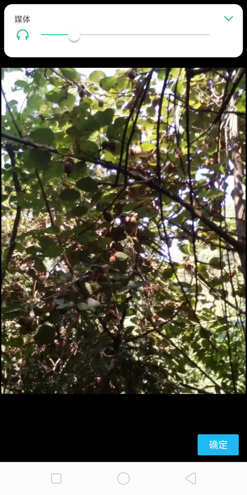 迷猴桃，来至深山老林的宝贝