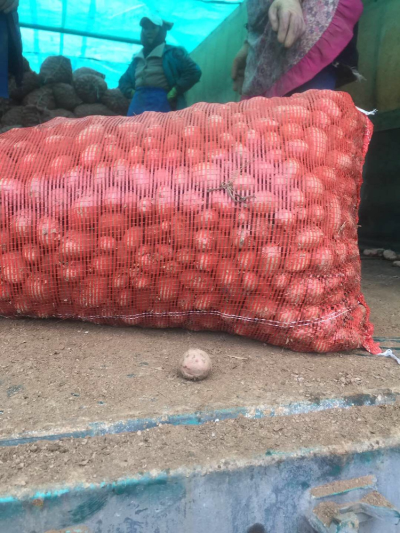合作88号小洋芋新土豆🥔