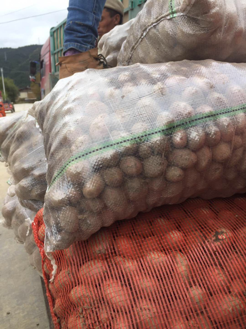 合作88号小洋芋新土豆🥔