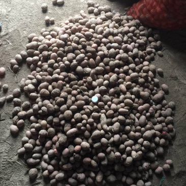 合作88号小洋芋新土豆🥔
