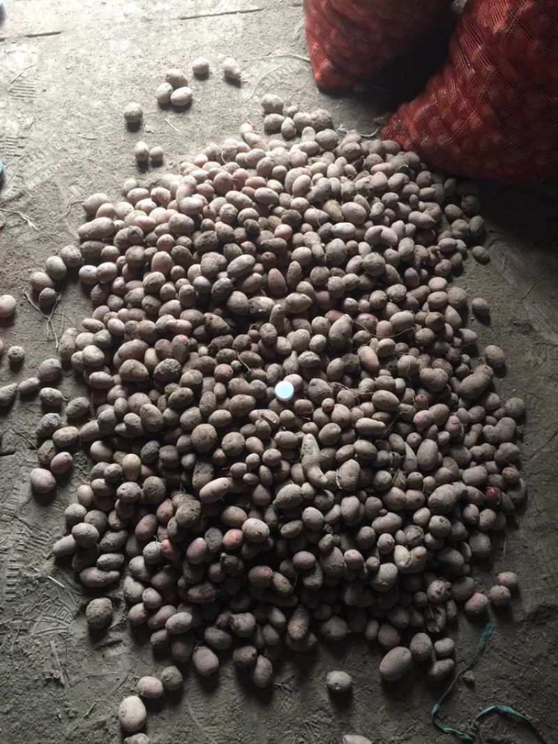 合作88号小洋芋新土豆🥔
