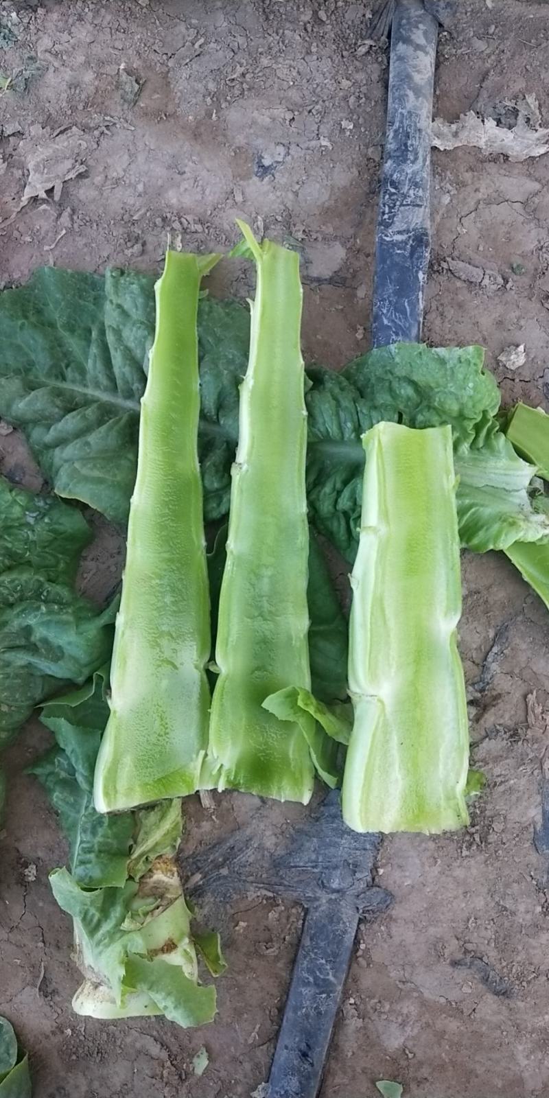甘肃武威青皮青肉三清大圆叶，电商美团，正车接单