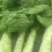 甘肃武威青皮青肉三清大圆叶，电商美团，正车接单