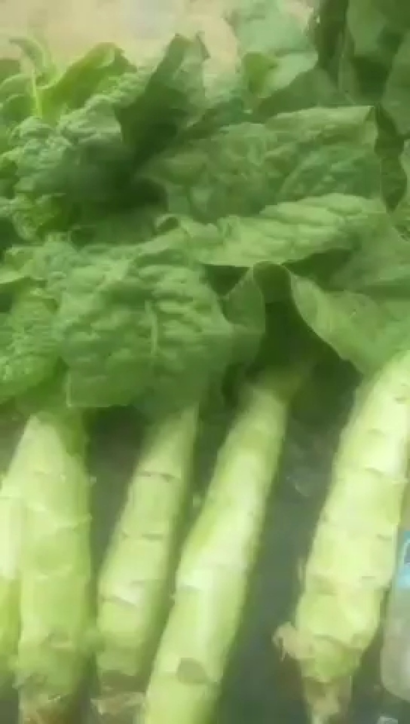 甘肃武威青皮青肉三清大圆叶，电商美团，正车接单