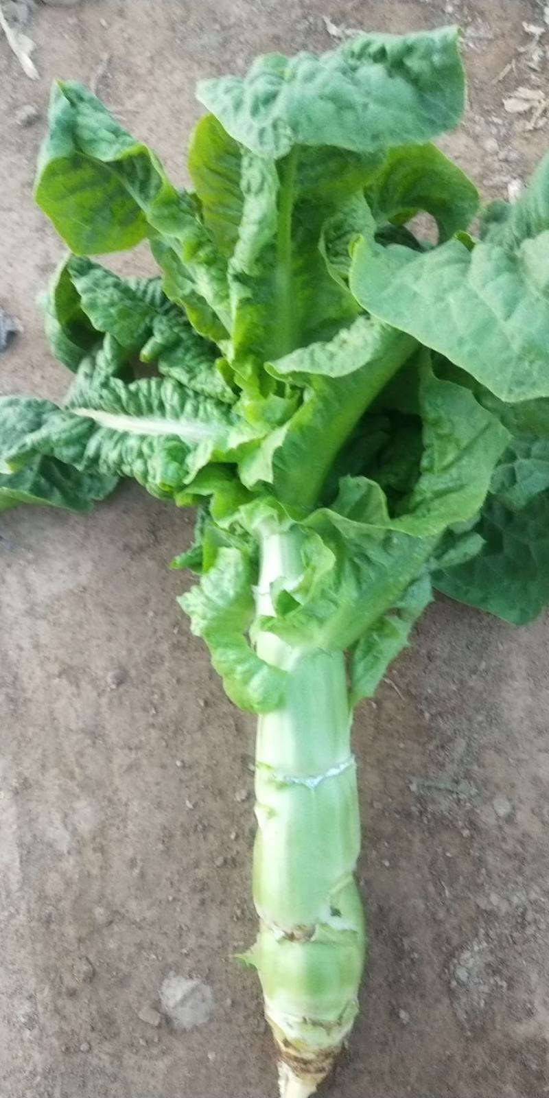 甘肃武威青皮青肉三清大圆叶，电商美团，正车接单