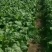 甘肃武威青皮青肉三清大圆叶，电商美团，正车接单