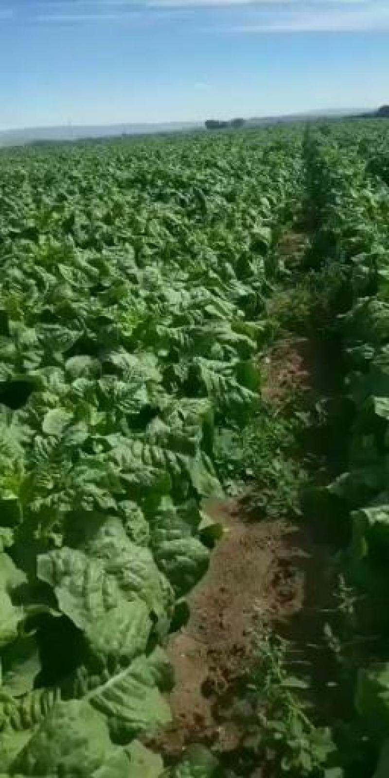 甘肃武威青皮青肉三清大圆叶，电商美团，正车接单