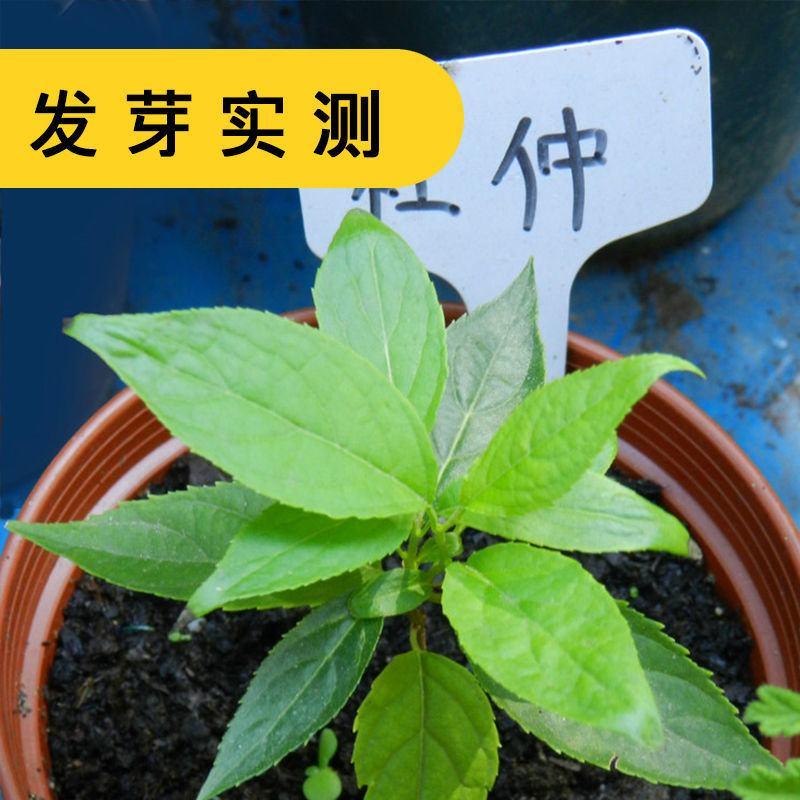 药材杜仲树苗杜仲种子丝楝树皮树皮药用极高杜仲种孑杜仲树籽