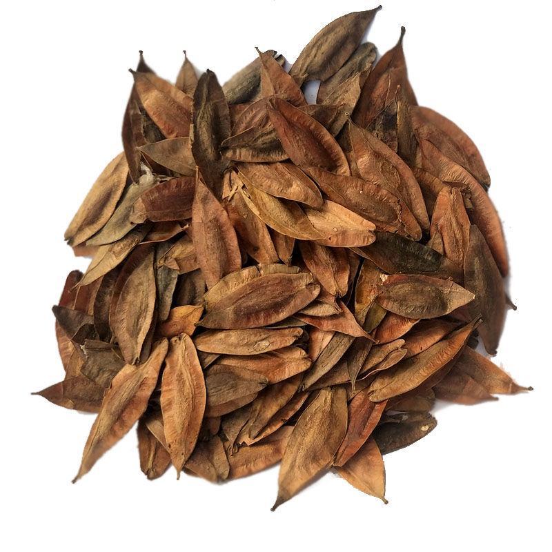 药材杜仲树苗杜仲种子丝楝树皮树皮药用极高杜仲种孑杜仲树籽