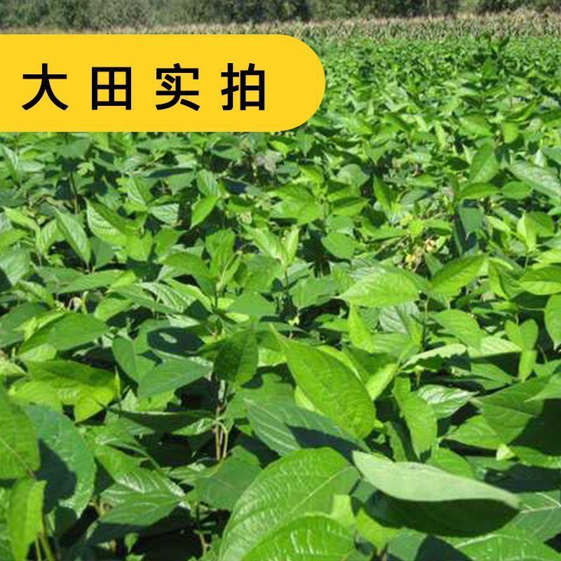 药材杜仲树苗杜仲种子丝楝树皮树皮药用极高杜仲种孑杜仲树籽