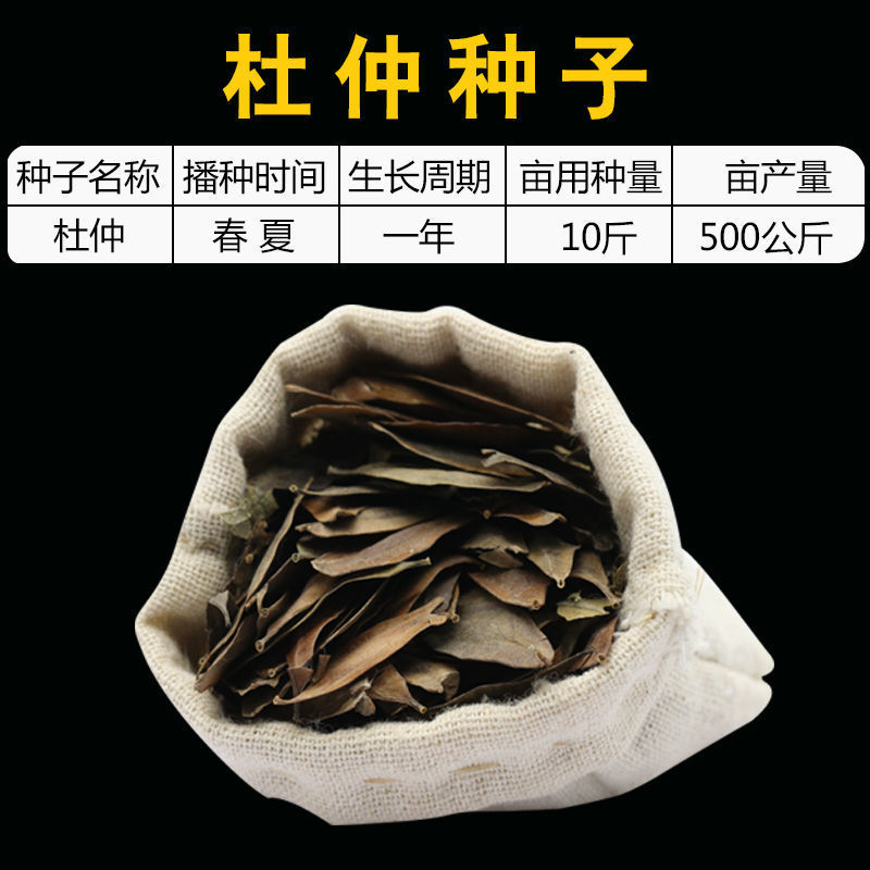 药材杜仲树苗杜仲种子丝楝树皮树皮药用极高杜仲种孑杜仲树籽