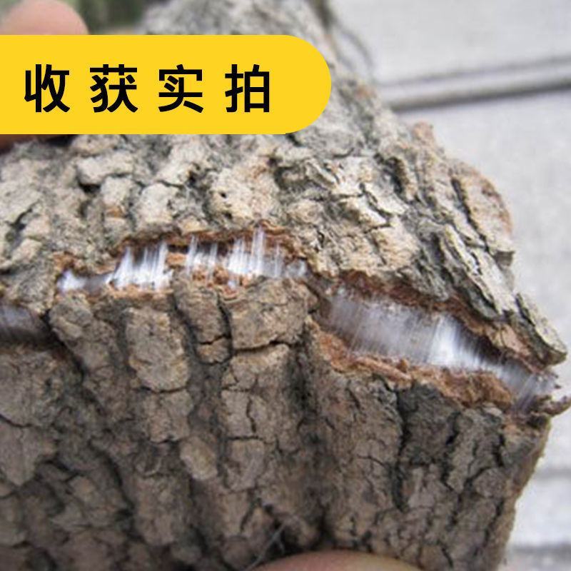药材杜仲树苗杜仲种子丝楝树皮树皮药用极高杜仲种孑杜仲树籽