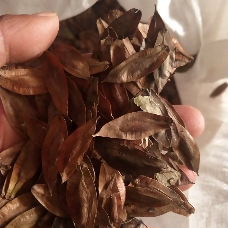 药材杜仲树苗杜仲种子丝楝树皮树皮药用极高杜仲种孑杜仲树籽