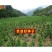 药材杜仲树苗杜仲种子丝楝树皮树皮药用极高杜仲种孑杜仲树籽