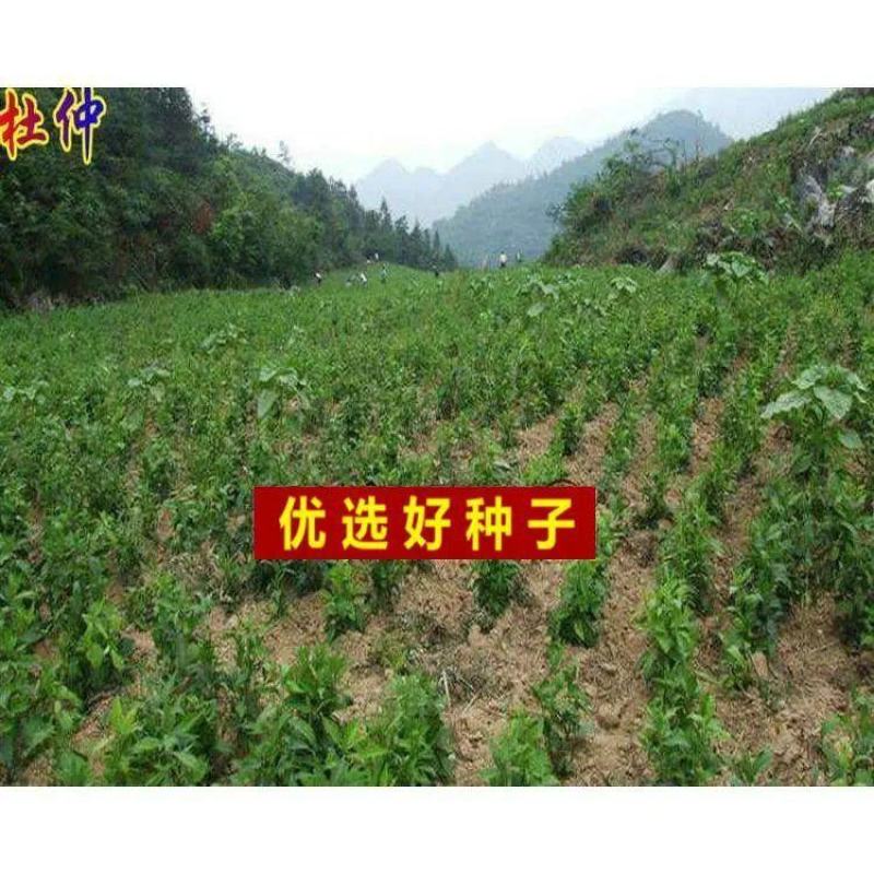 药材杜仲树苗杜仲种子丝楝树皮树皮药用极高杜仲种孑杜仲树籽