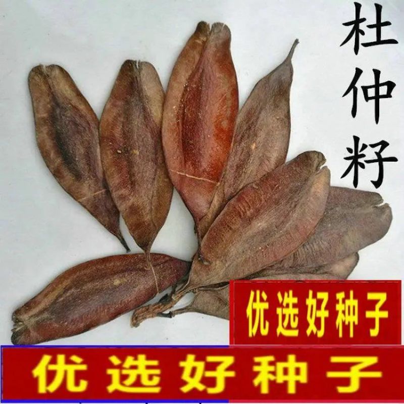 药材杜仲树苗杜仲种子丝楝树皮树皮药用极高杜仲种孑杜仲树籽