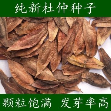 药材杜仲树苗杜仲种子丝楝树皮树皮药用极高杜仲种孑杜仲树籽