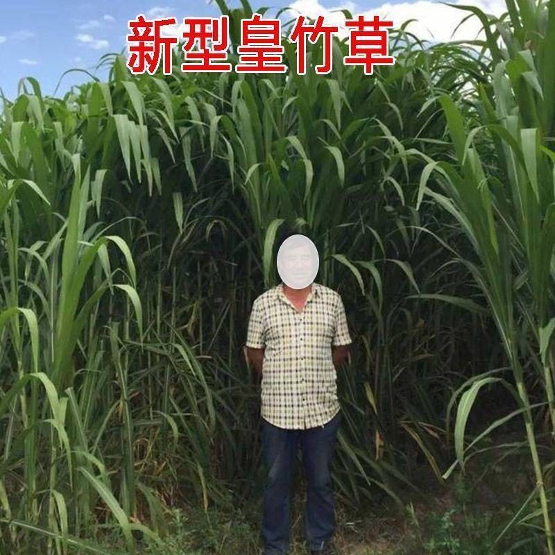 皇竹草种子巨象草新型高产多年生适口性好四季牧草种子包发芽