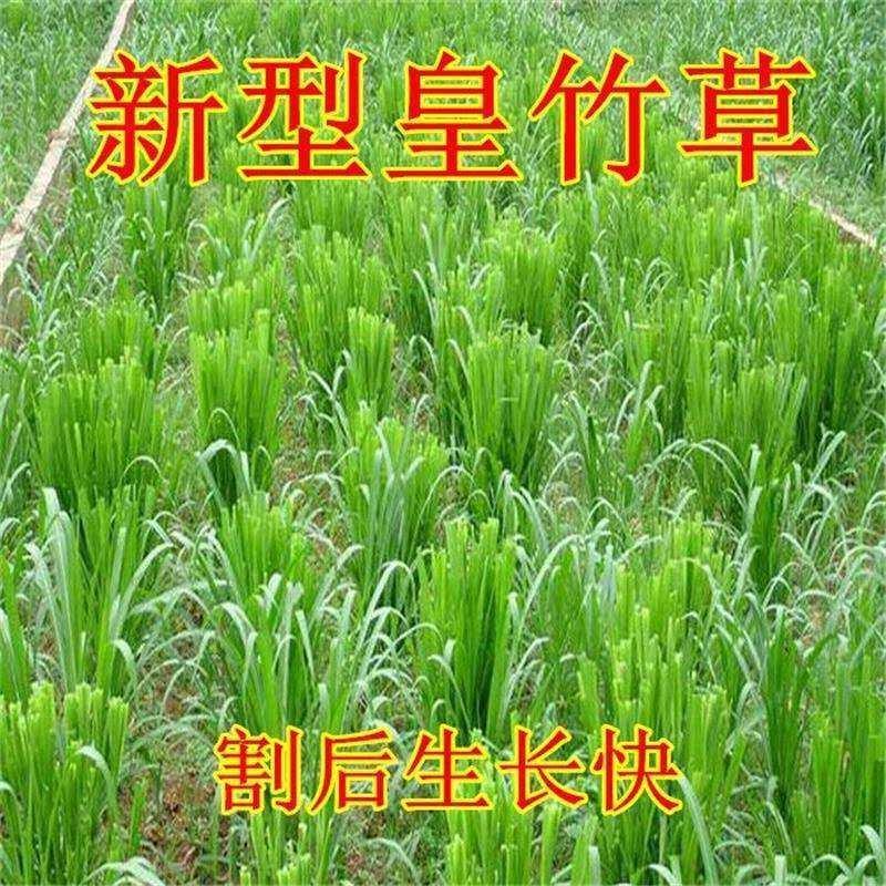 皇竹草种子巨象草新型高产多年生适口性好四季牧草种子包发芽