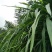 皇竹草种子巨象草新型高产多年生适口性好四季牧草种子包发芽
