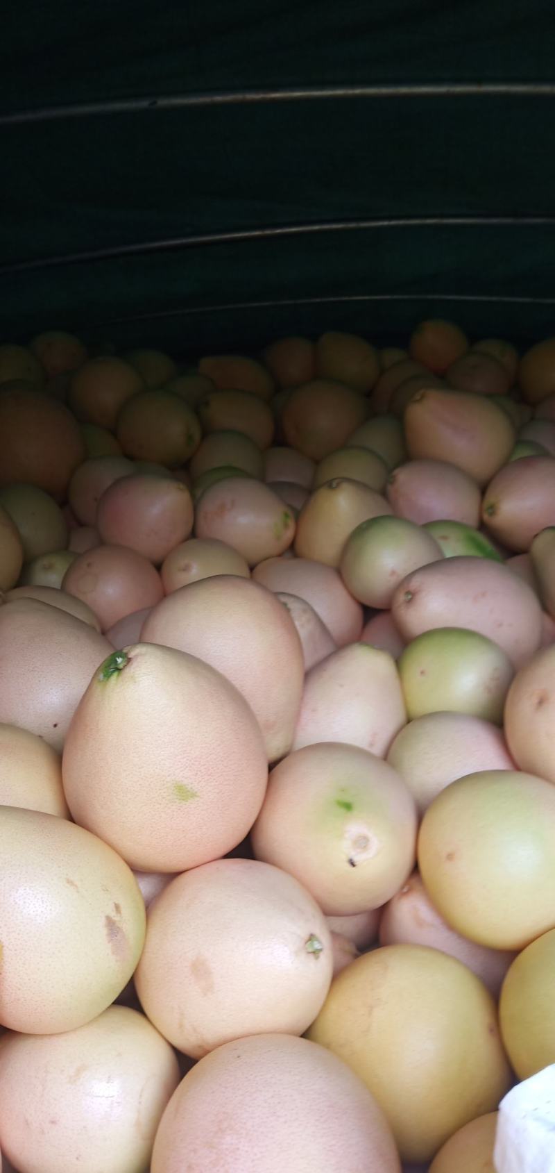 三红蜜柚口感水份足皮薄想要联系我