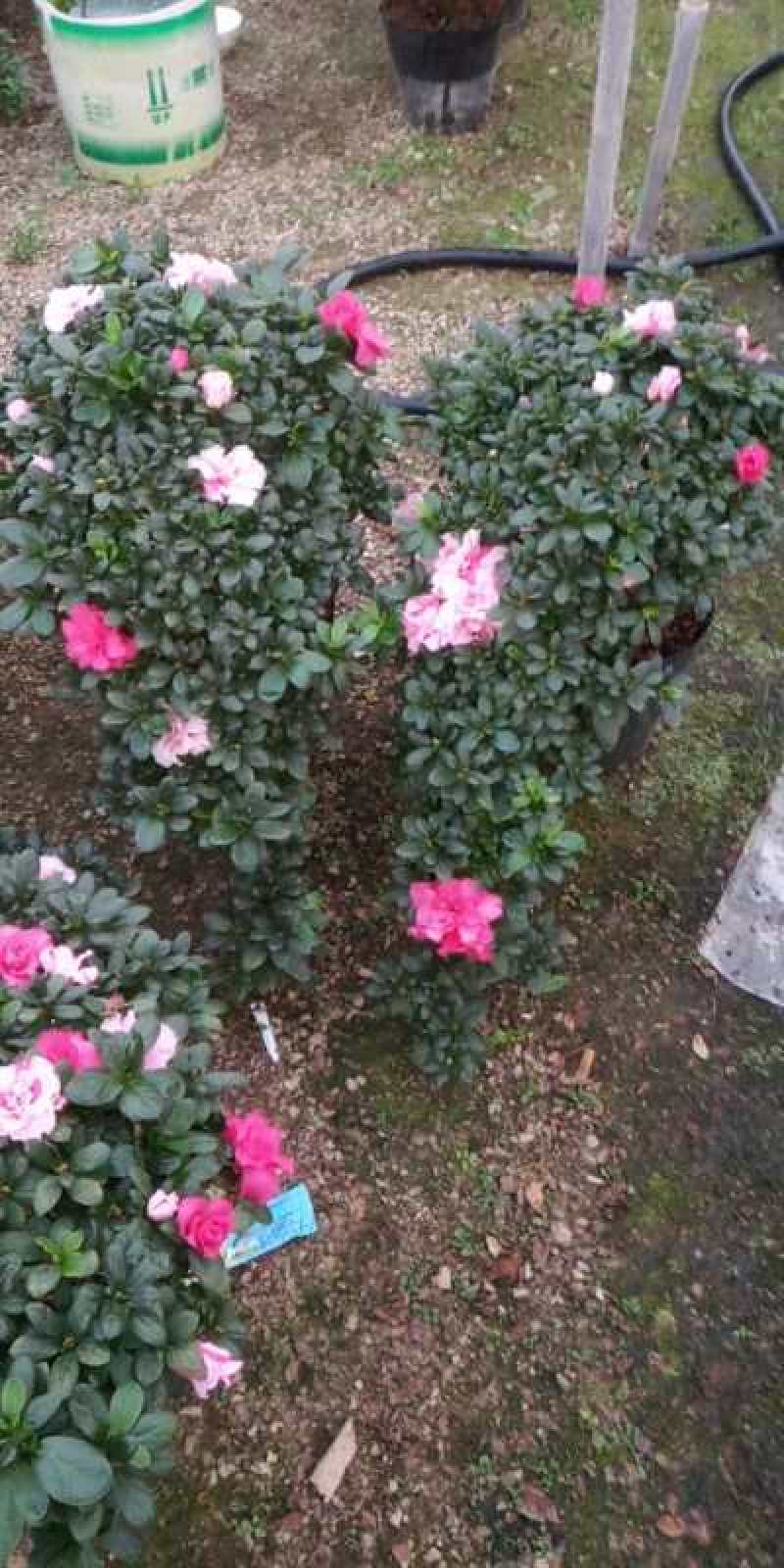 送礼悬崖造型杜鹃花盆景盆栽四季开花植物杜鹃花室内外植物带