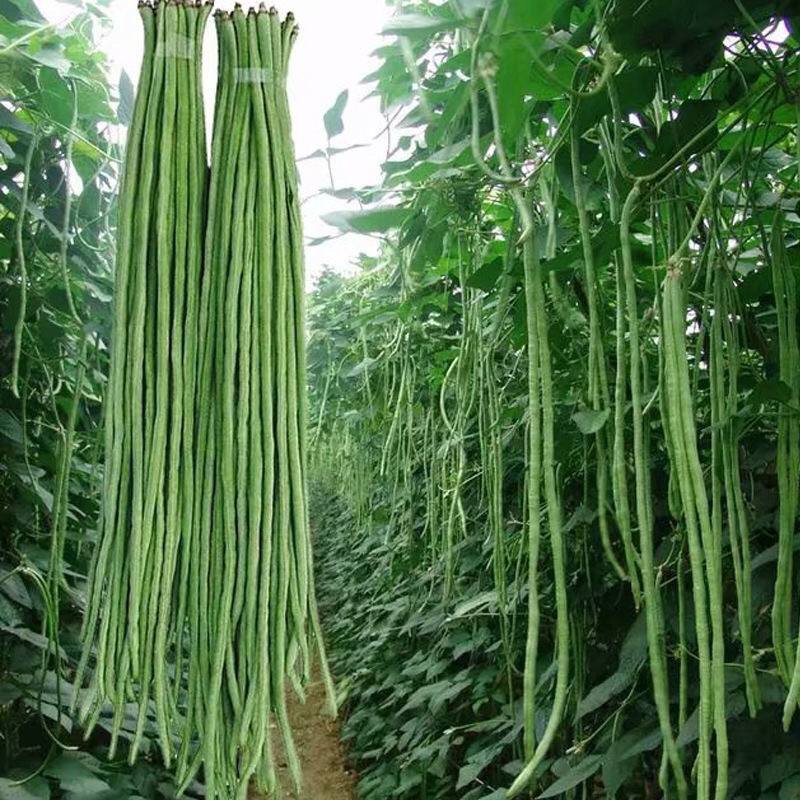 密云水库农场新鲜蔬菜大量供应社区，超市，豇豆5斤起售