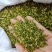 红白莲子心莲芯莲心茶莲子芯茶莲心干货