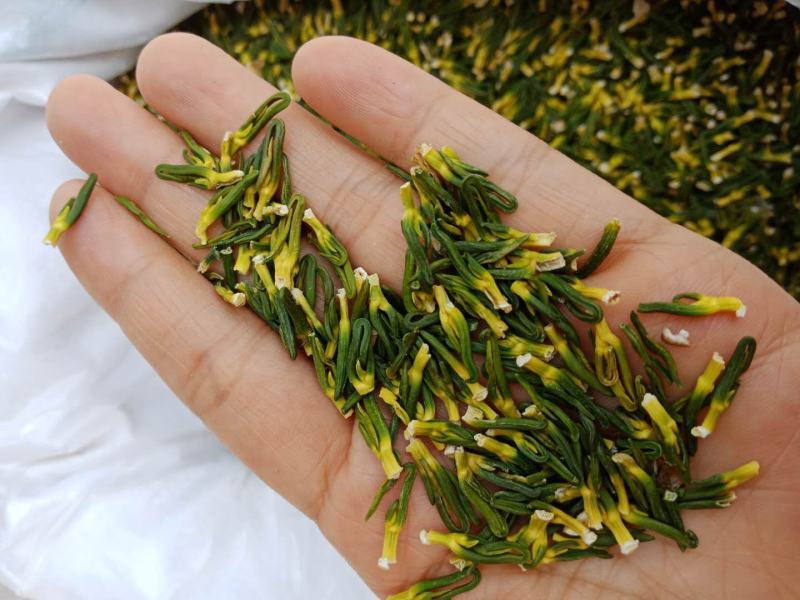红白莲子心莲芯莲心茶莲子芯茶莲心干货